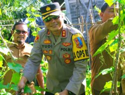 KAPOLRES ACEH JAYA IKUT MEMANEN PRODUK TANI SIGAM TAMPAN