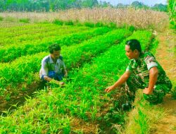 SULAP LAHAN TIDUR : BABINSA JEUMPA APRESIASI PETANI KANGKUNG