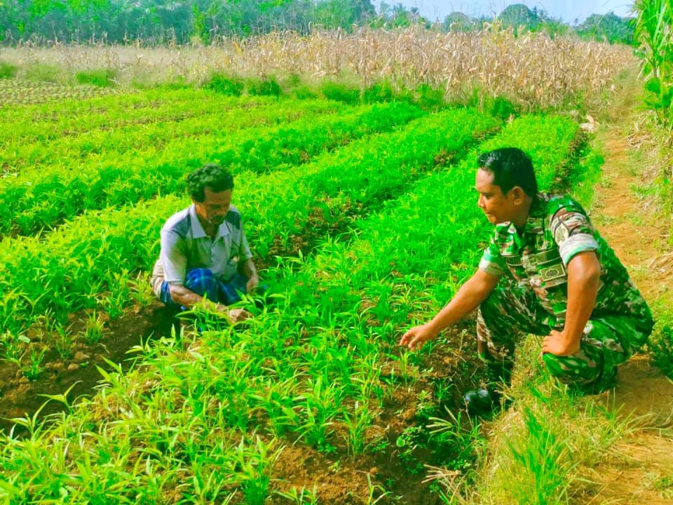 SULAP LAHAN TIDUR : BABINSA JEUMPA APRESIASI PETANI KANGKUNG