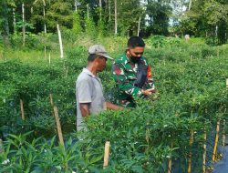 BABINSA BLANG PIDIE – DORONG PETANI MAKSIMALKAN PRODUKSI KOMODITI CABE