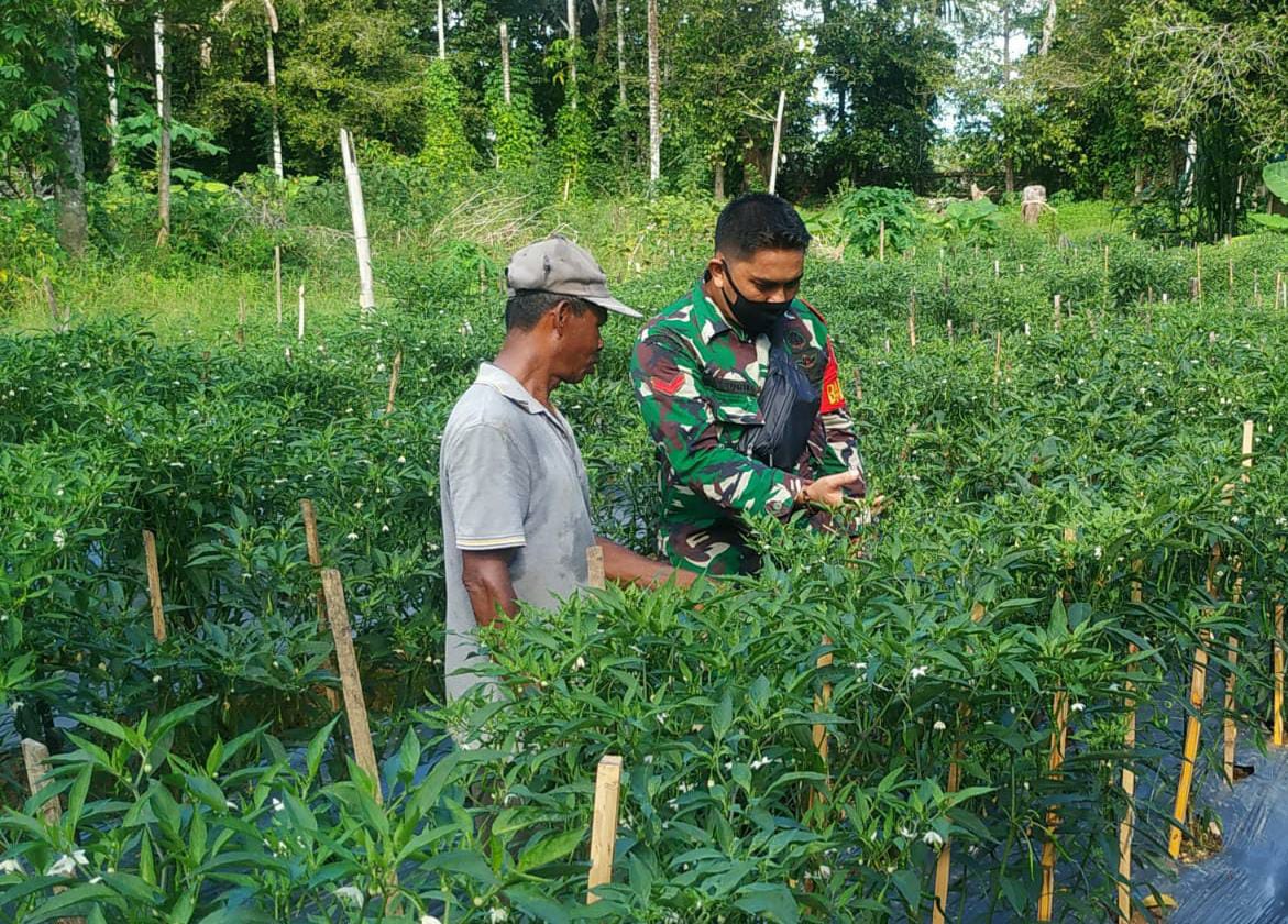 BABINSA BLANG PIDIE – DORONG PETANI MAKSIMALKAN PRODUKSI KOMODITI CABE