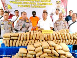 POLRES LANGKAT – AMANKAN 232 KG DAUN GANJA ACEH