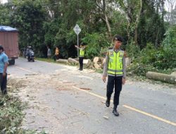 Pohon Tumbang di Jalinsum,Samapta Polres Merangin Langsung Bantu Pengaturan Jalan