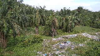 Satu Hektar Kebun Kelapa Sawit Masyarakat Aramiyah Ludes Mati : Diduga Akibat Zat Beracun Limbah Sampah Buangan DLH Pemkab Aceh Timur