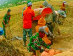 Dukung Ketahanan Pangan – Babinsa Tangse Antusias Bantu Petani Panen Simbolis Rontokkan Padi Disawah