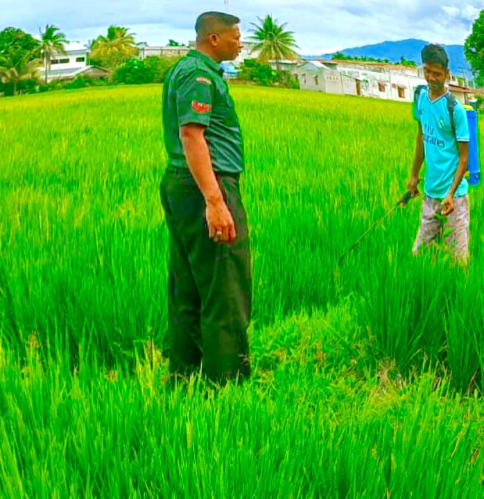 Maksimalkan Komoditi Padi : Babinsa Kawal Pemupukan