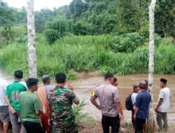 ” Suaidi di duga Hanyut ” sejak pagi, TNI/Polri,Relawan Tiga Desa Cari Korban di Sungai Batang Nilo