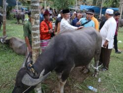 H Mashuri Serahkan Kerbau untuk Bantai Adat Meriah, Anak-anak Pakai Baju Baru Layaknya Lebaran