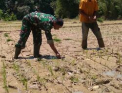 Genjot Percepatan Tanam Padi : Babinsa Bantu Ringankan Biaya Ongkos