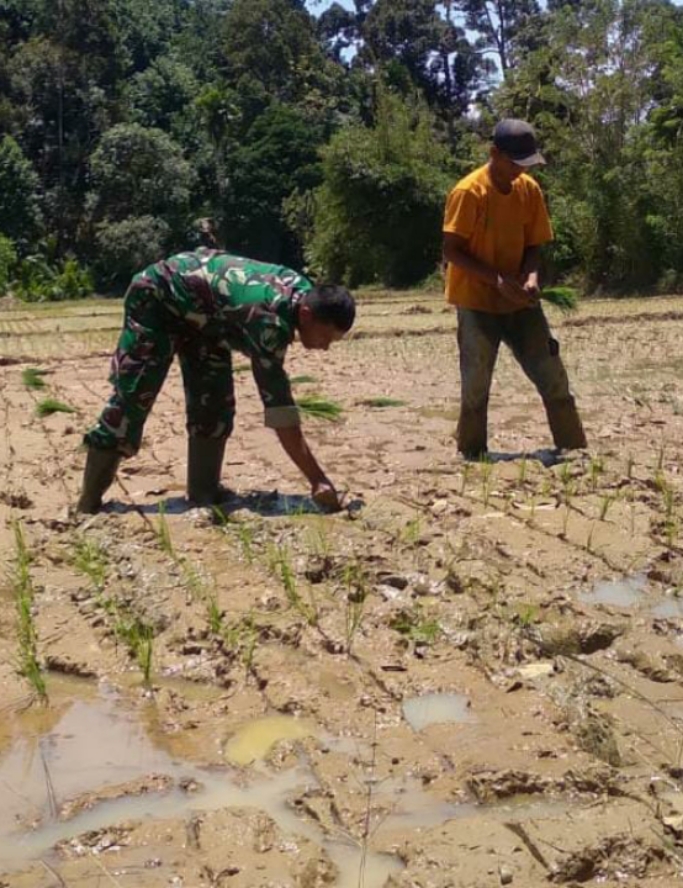 Genjot Percepatan Tanam Padi : Babinsa Bantu Ringankan Biaya Ongkos