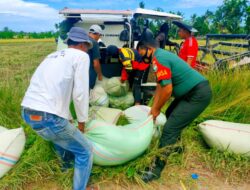 Mulai Panen – Babinsa Bantu Langsir Gabah Dari Sawah Kerumah Petani