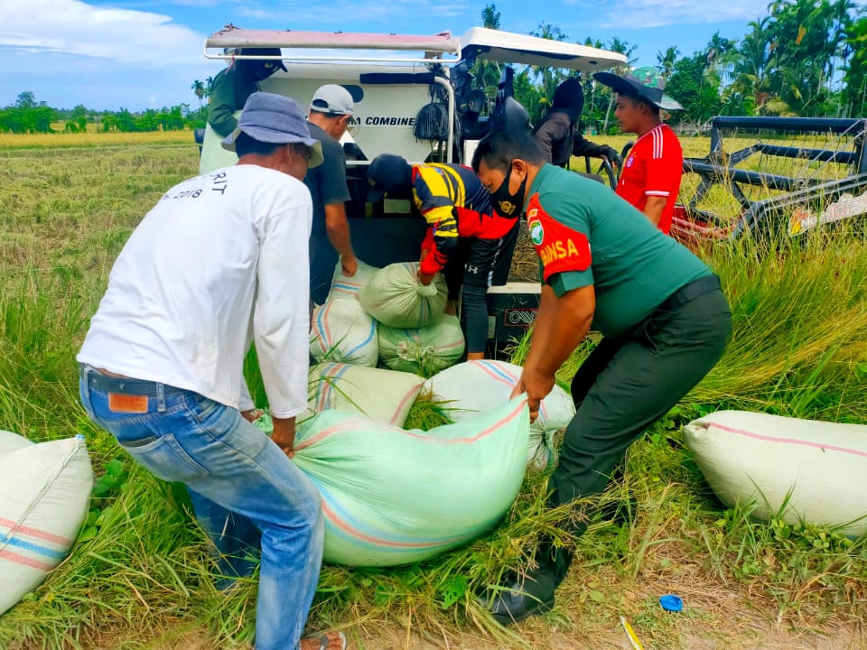 Mulai Panen – Babinsa Bantu Langsir Gabah Dari Sawah Kerumah Petani