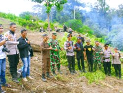 BREAKING NEWS … PETUGAS GABUNGAN : MUSNAHKAN 8,9 HA LADANG GANJA SIAP PANEN NAGAN RAYA