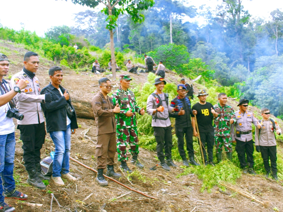 BREAKING NEWS … PETUGAS GABUNGAN : MUSNAHKAN 8,9 HA LADANG GANJA SIAP PANEN NAGAN RAYA