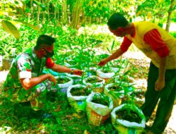 Babinsa Dorong Petani Setia Tanam Jahe : Untuk Kepentingan Ekonomi Rakyat