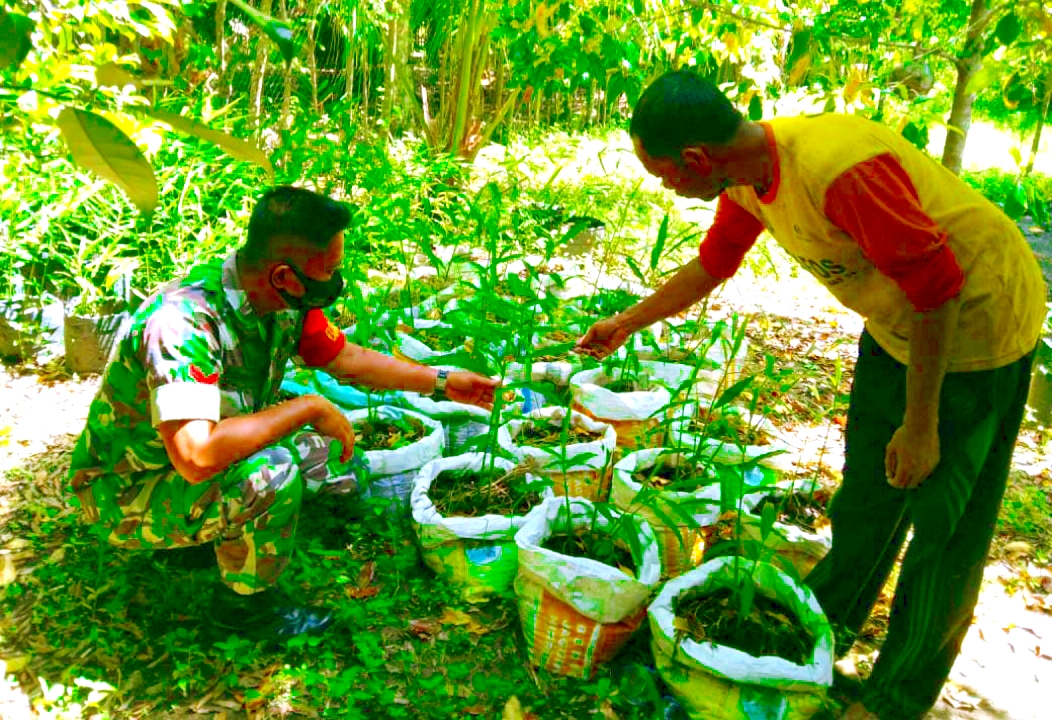 Babinsa Dorong Petani Setia Tanam Jahe : Untuk Kepentingan Ekonomi Rakyat