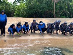 TNI AL Lanal TBA Lepaskan Tukik di Perairan Pulau Jemur