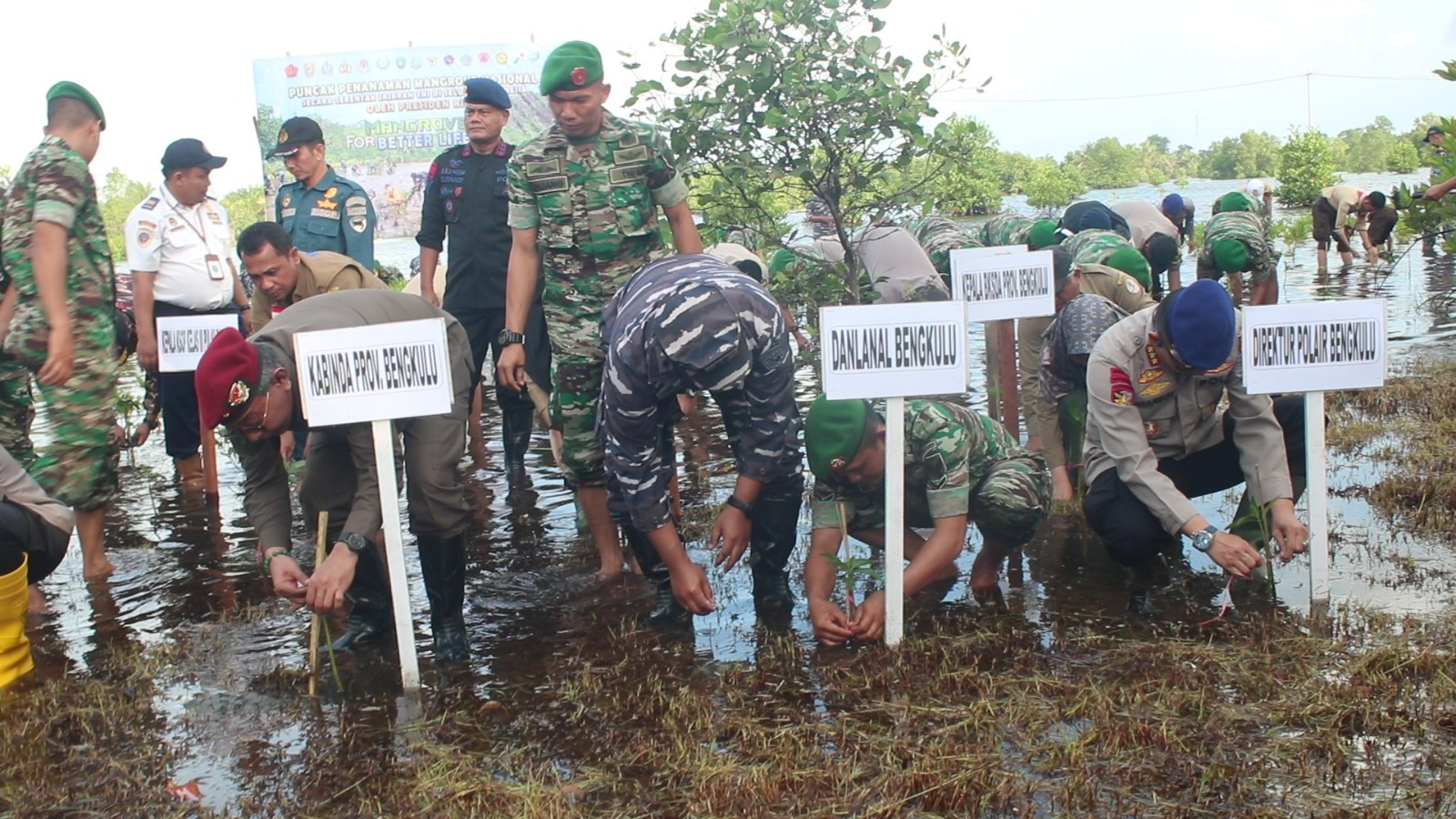 TNI AL Lanal Bengkulu Tanam Mangrove Serentak Se-Indonesia