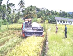 Babinsa Monitoring – Petani Setia Sedang Panen Padi