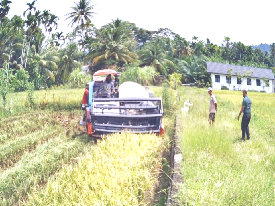 Babinsa Monitoring – Petani Setia Sedang Panen Padi