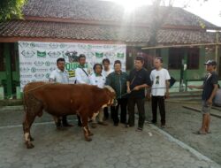 Abdul Aziz Santri Visioner Menyerahkan Hewan Qurban 1 Ekor Sapi Kepada PCNU Kabupaten Tegal.