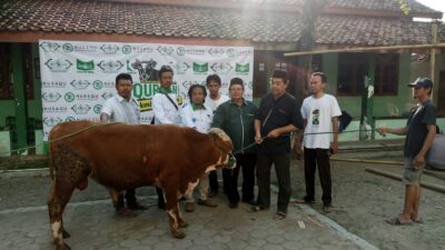 Abdul Aziz Santri Visioner Menyerahkan Hewan Qurban 1 Ekor Sapi Kepada PCNU Kabupaten Tegal.