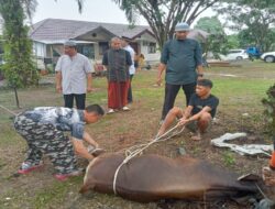 Polres Merangin Laksanakan Penyembelihan Hewan Qurban di Mako Polsek Bangko