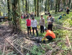 Di Duga kelelahan “Cardiac Arrest ” atau ” Suddent Cardiac death ” Mayat Widadi di temukan di Kebun Sawit