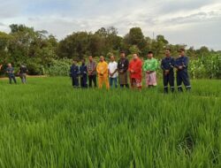 Warga Binaan Rutan Tanjungpinang Tanam Padi di Lahan Berbouksit Pulau Dompak