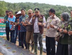 Pj Bupati Merangin Canangkan Gerakan Tanam Cabe Di Desa Tanjung Benuang Kecamatan Pamenang Selatan