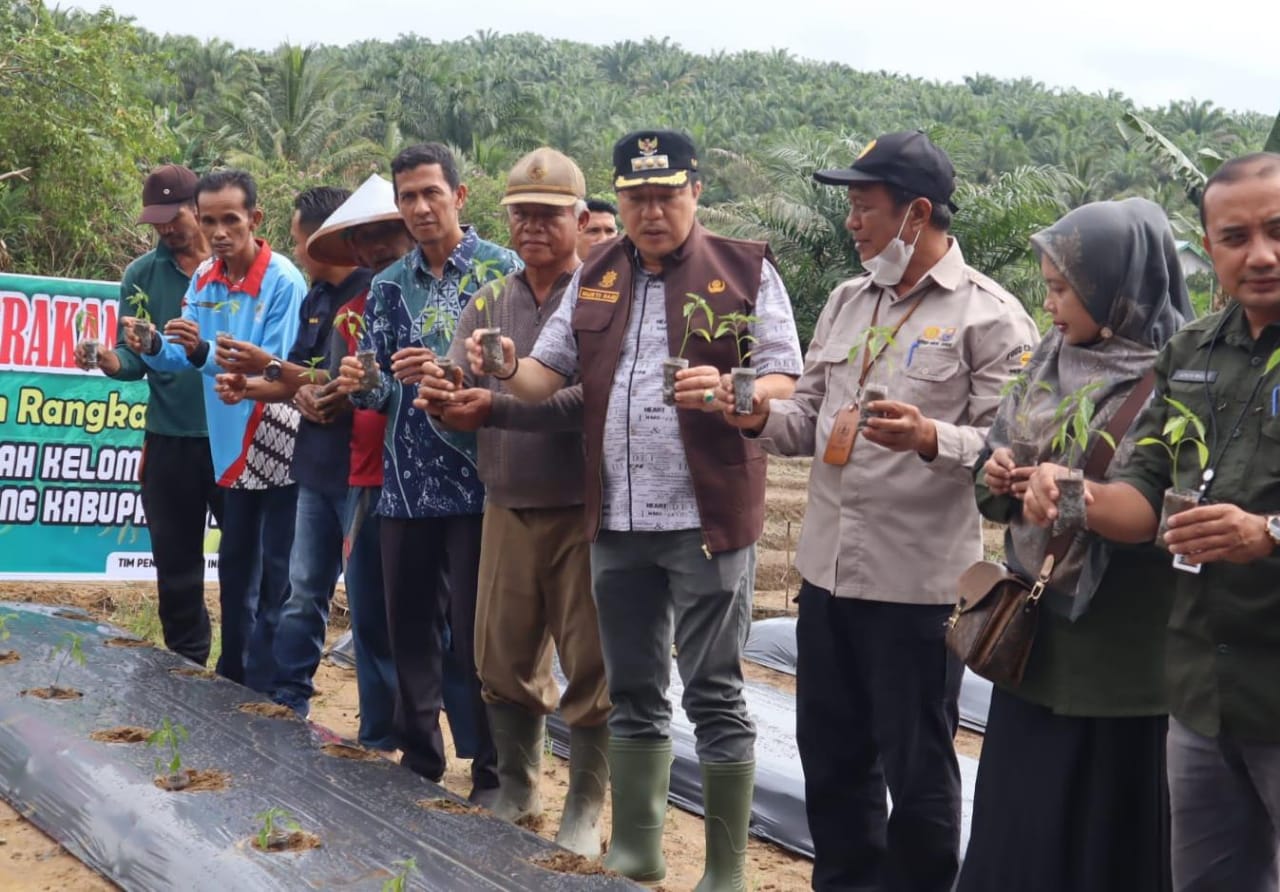 Pj Bupati Merangin Canangkan Gerakan Tanam Cabe Di Desa Tanjung Benuang Kecamatan Pamenang Selatan