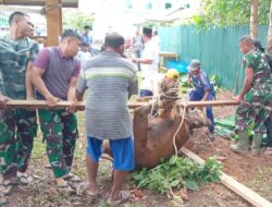 Setelah Sholat Idul Adha 1445 H, Prajurit Kodim 0420/Sarko Laksanakan Pemotongan Hewan Qurban