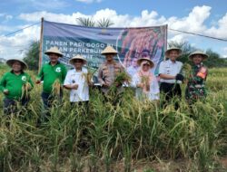 Raih Untung Lewat Program Kesatria, Terbukti Petani OKI berhasil Panen Padi Gogo di Lahan Sawit