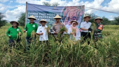 Raih Untung Lewat Program Kesatria, Terbukti Petani OKI berhasil Panen Padi Gogo di Lahan Sawit