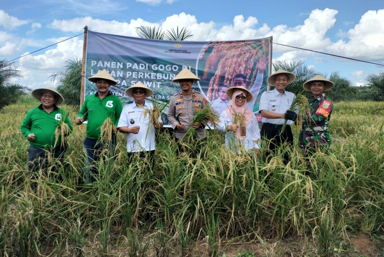 Raih Untung Lewat Program Kesatria, Terbukti Petani OKI berhasil Panen Padi Gogo di Lahan Sawit