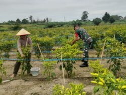 Babinsa Koramil 420-04/Sarolangun Bantu Petani Panen Cabe Rawit