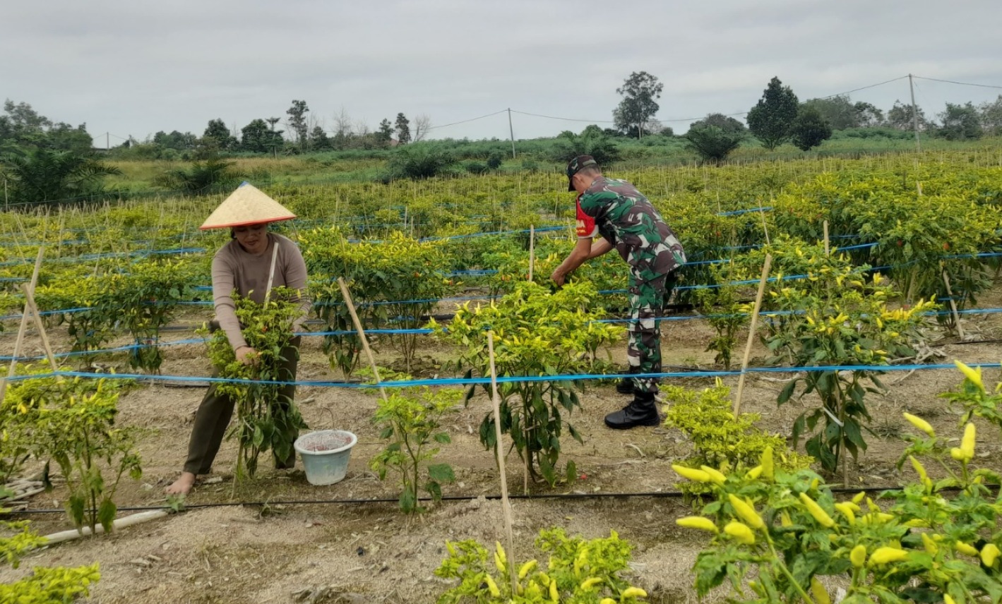 Babinsa Koramil 420-04/Sarolangun Bantu Petani Panen Cabe Rawit