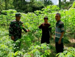 Babinsa Dampingi Petani Perawatan Ubi Kayu/Singkong