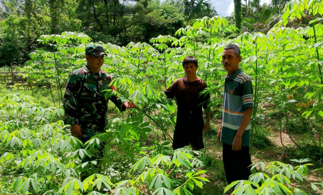 Babinsa Dampingi Petani Perawatan Ubi Kayu/Singkong