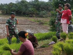 Di Sawah, Tidak Mengenal Tempat Babinsa Komsos Dengan Petani