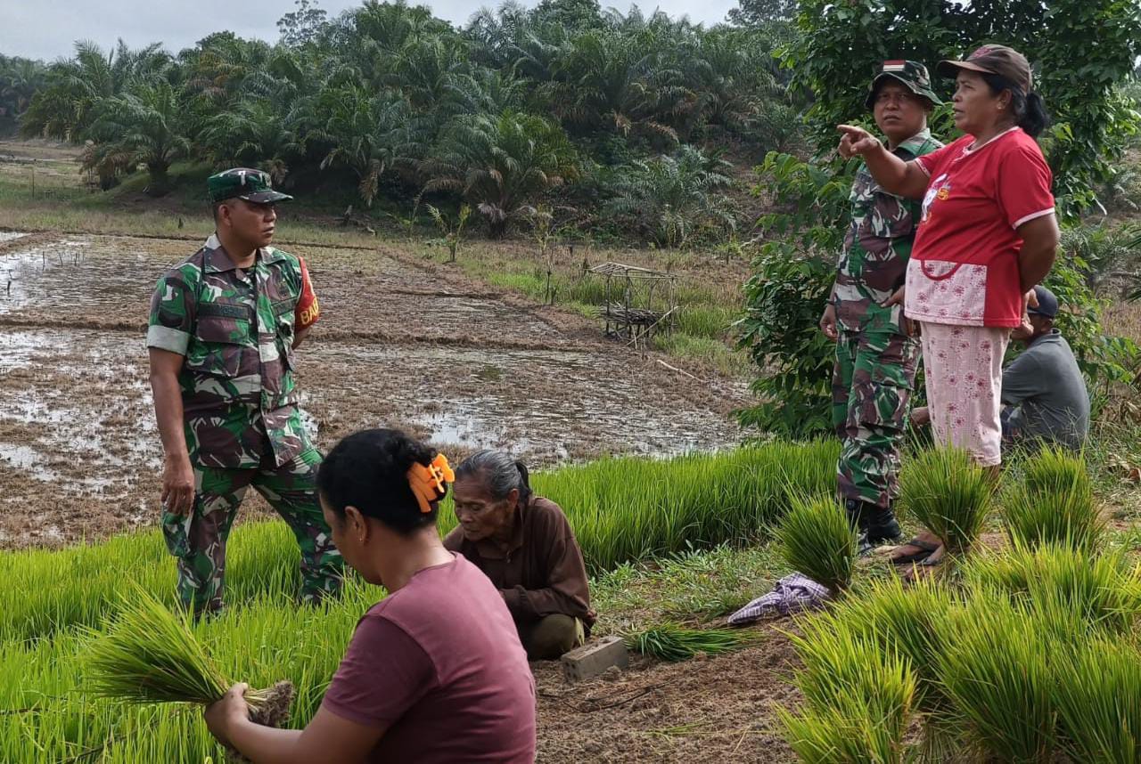 Di Sawah, Tidak Mengenal Tempat Babinsa Komsos Dengan Petani