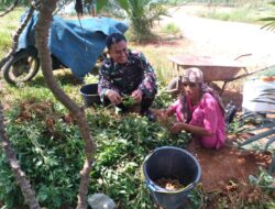 Usai Panen, Babinsa Bantu Petani Merontokkan Kacang Tanah