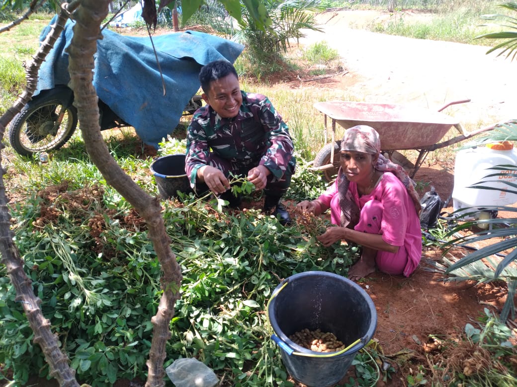 Usai Panen, Babinsa Bantu Petani Merontokkan Kacang Tanah