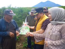 Pj Bupati Serahkan Bibit Cabai ke Petani Jangkat diharapkan Bisa Meningkatkan Perekonomian Masyarakat