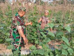 Babinsa Serda Joko Susilo Bantu Petani Rawat Tanaman Kacang Panjang Di Desa Binaan