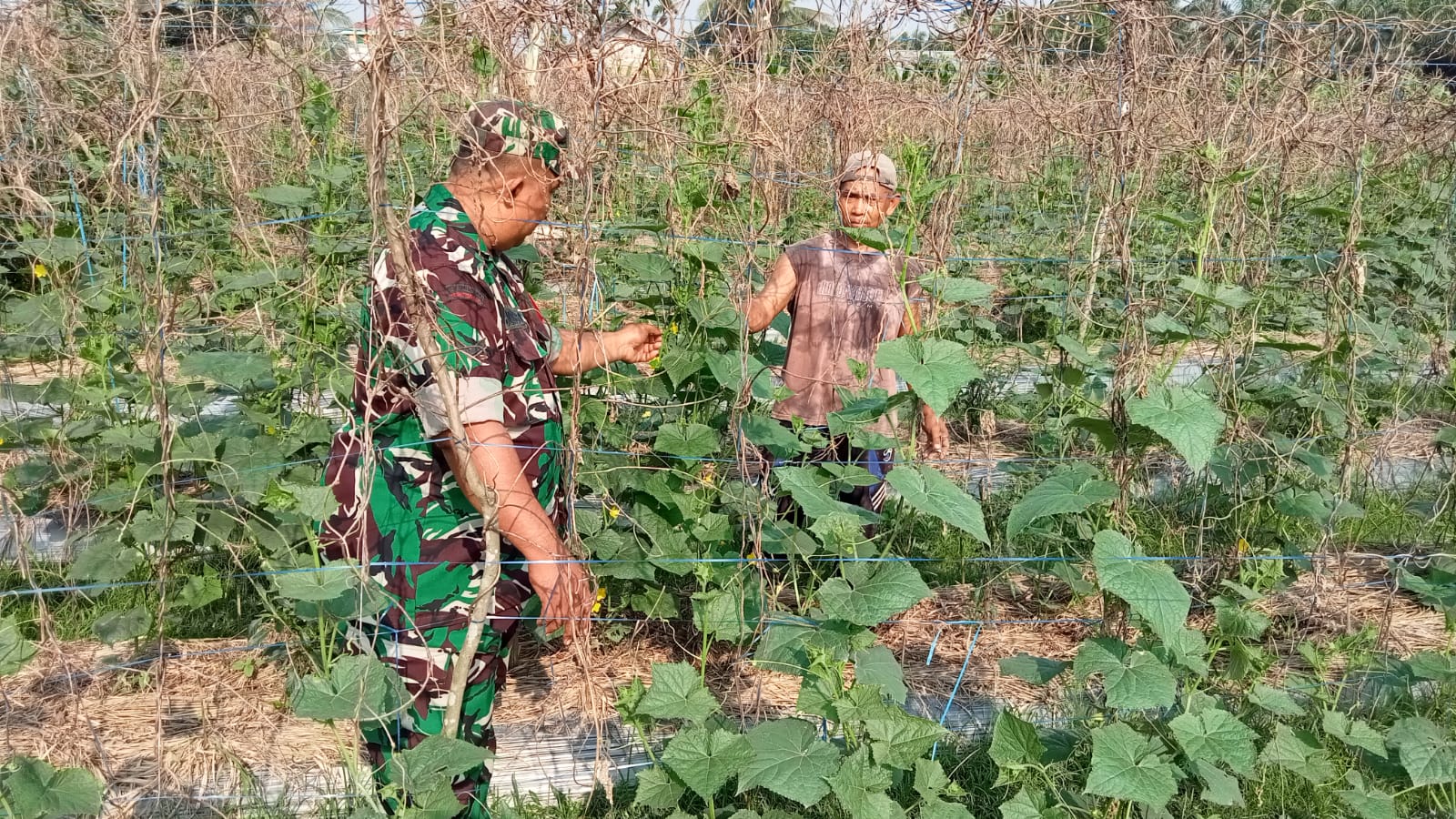 Babinsa Serda Joko Susilo Bantu Petani Rawat Tanaman Kacang Panjang Di Desa Binaan