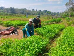 Dorong Semangat Bertani, Babinsa Praka Nasrudin Sambangi Lahan Penanaman Sayur Kangkung Warga