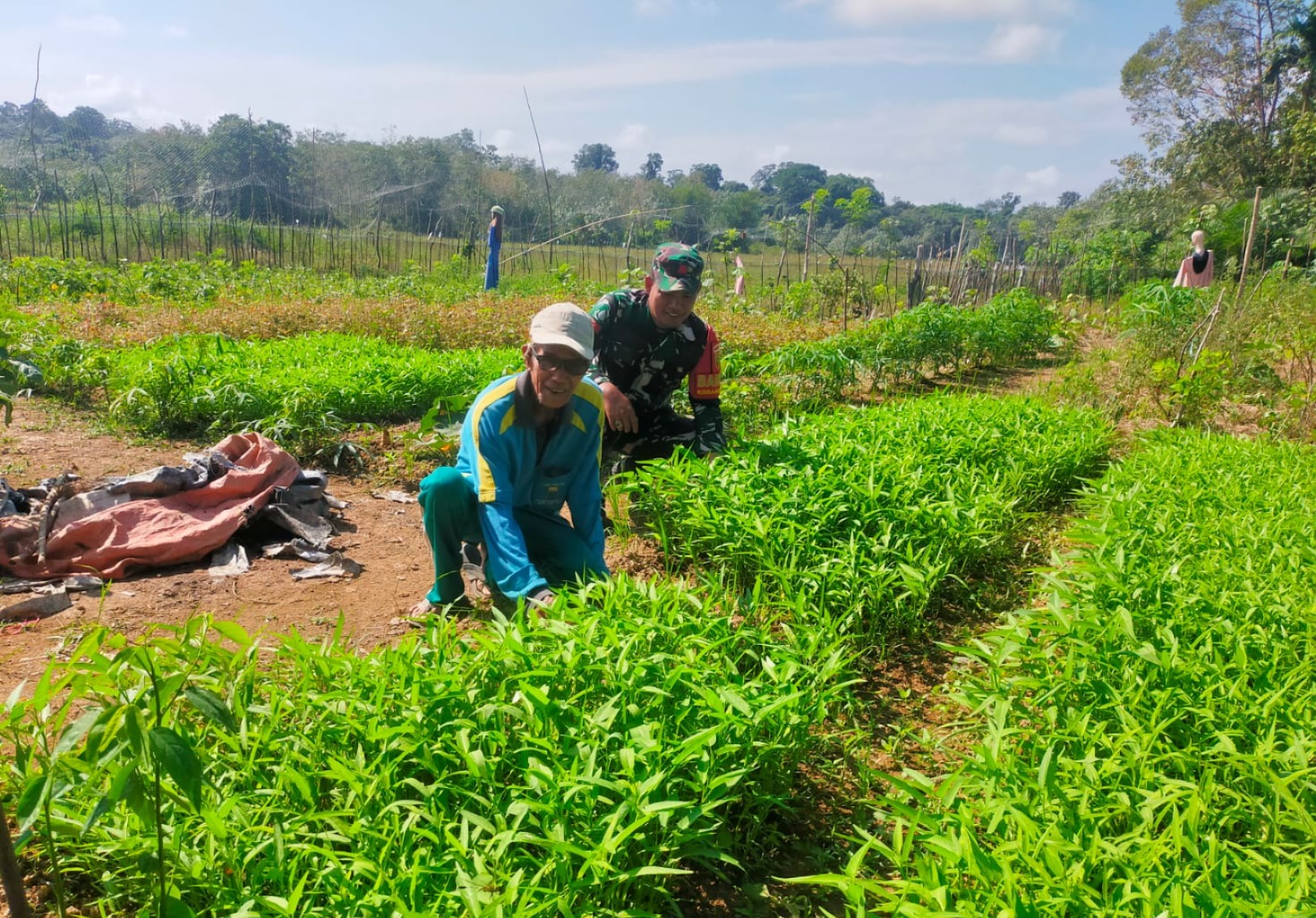 Dorong Semangat Bertani, Babinsa Praka Nasrudin Sambangi Lahan Penanaman Sayur Kangkung Warga