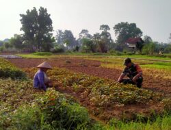 Wujudkan Hanpangan, Babinsa Serka Wahyu Dwi Dampingi Petani Di Wilayah Desa Binaan