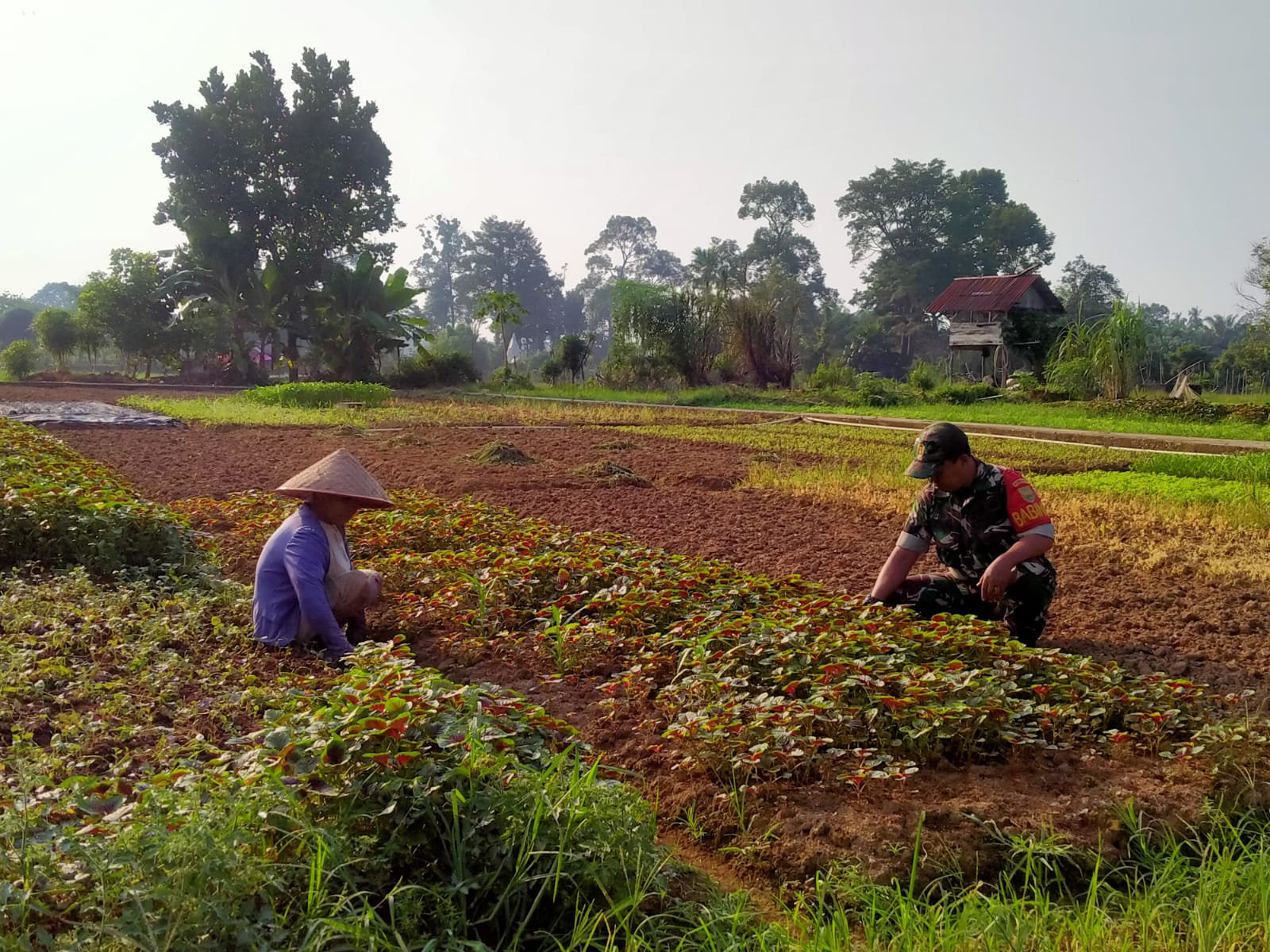 Wujudkan Hanpangan, Babinsa Serka Wahyu Dwi Dampingi Petani Di Wilayah Desa Binaan